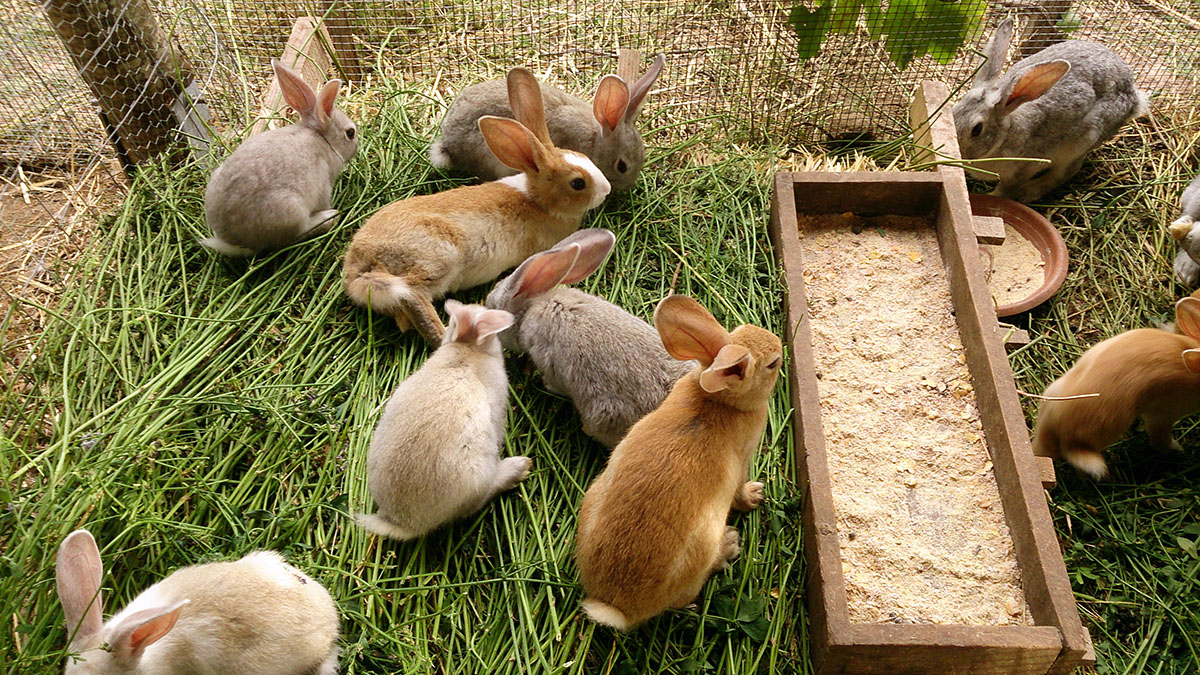 Allevamento dei conigli