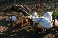 Allevamento di polli e galline